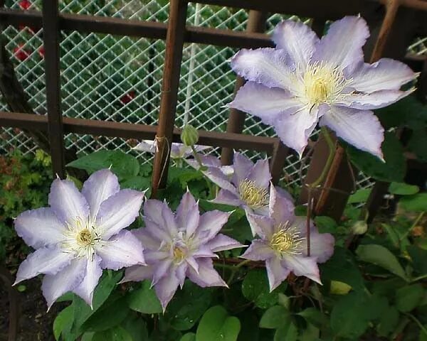 Клематис тирислунд фото и описание clematis "thyrislund" - Florist's Plantica