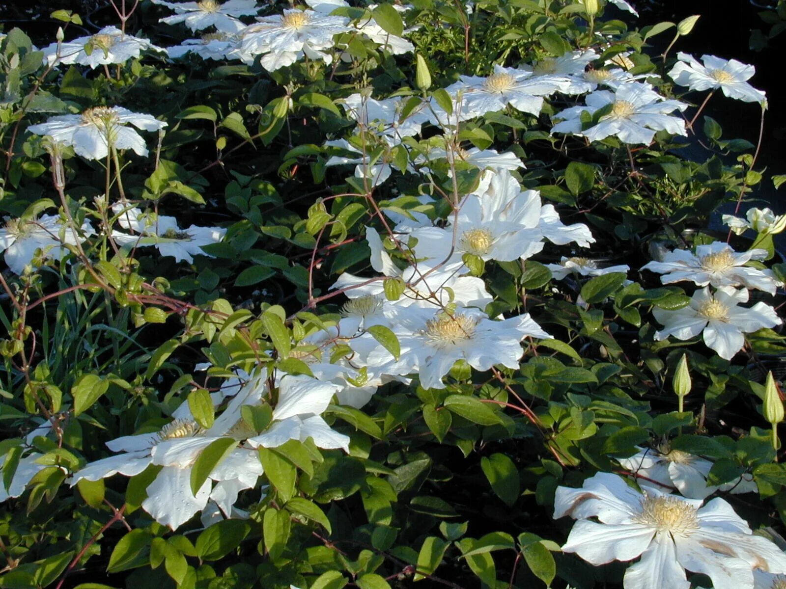 Клематис токи фото Клематис гибридный Токи (Clematis Toki) 2-3л, цена в Санкт-Петербурге от компани