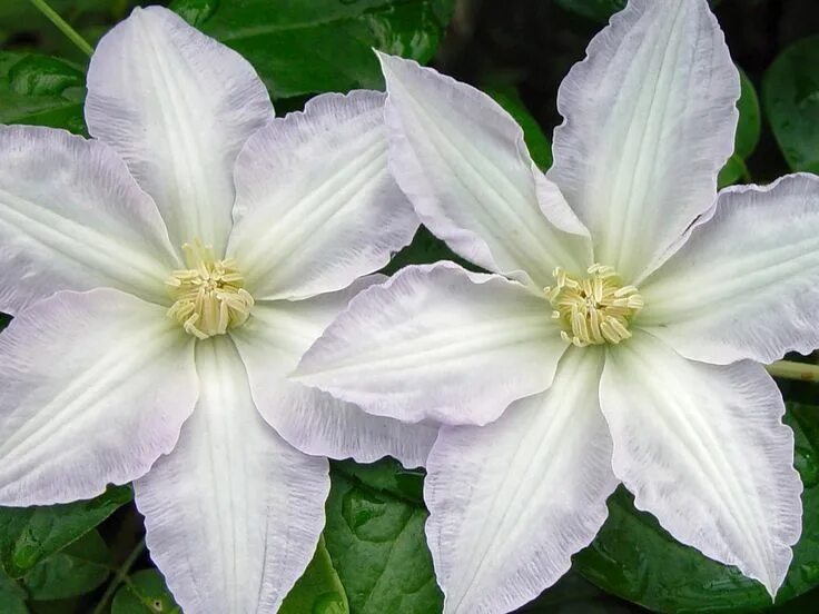 Клематис токи фото и описание Clematis Gillian Blades Clematis, September flowers, Summer flowers