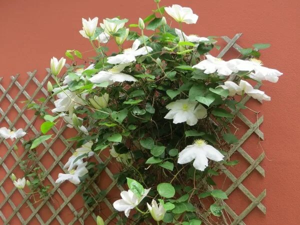 Клематис токи фото и описание Photo : Clematis Toki