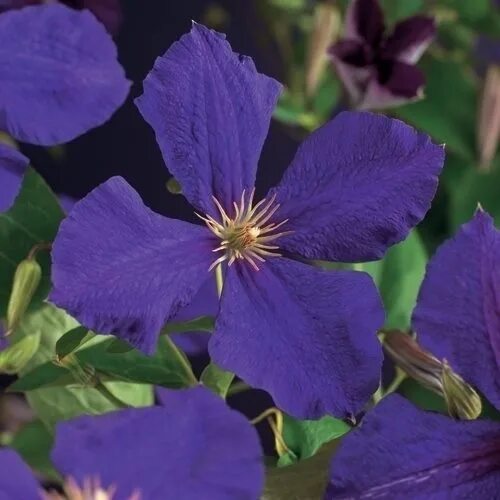 Клематис тучка фото Loistokärhö - Clematis `Jackmanii`