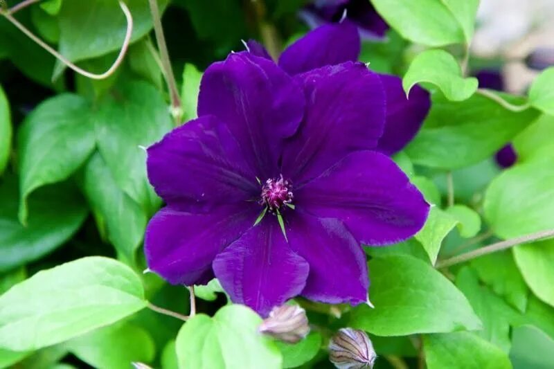 Клематис тучка фото Clematis, Jackmanii Clematis jackmanii, Clematis, Purple clematis