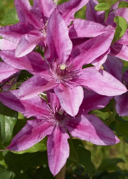 Клематис тудор фото Clematis 'Darcy' Clematis, Plants, Flowers