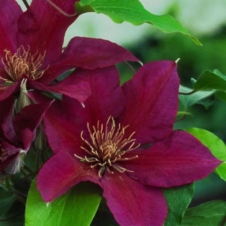 Клематис тудор фото и описание Clematis Picardyâ"¢ evipo024 plants Clematis vine, Clematis, Clematis flower