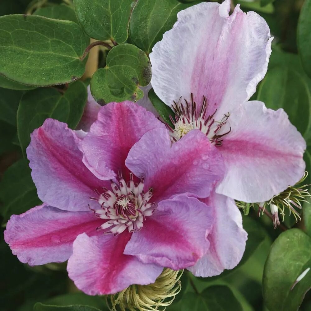 Клематис тудор фото и описание Clematis 'Tudor' plants Clematis plants, Clematis, Clematis flower