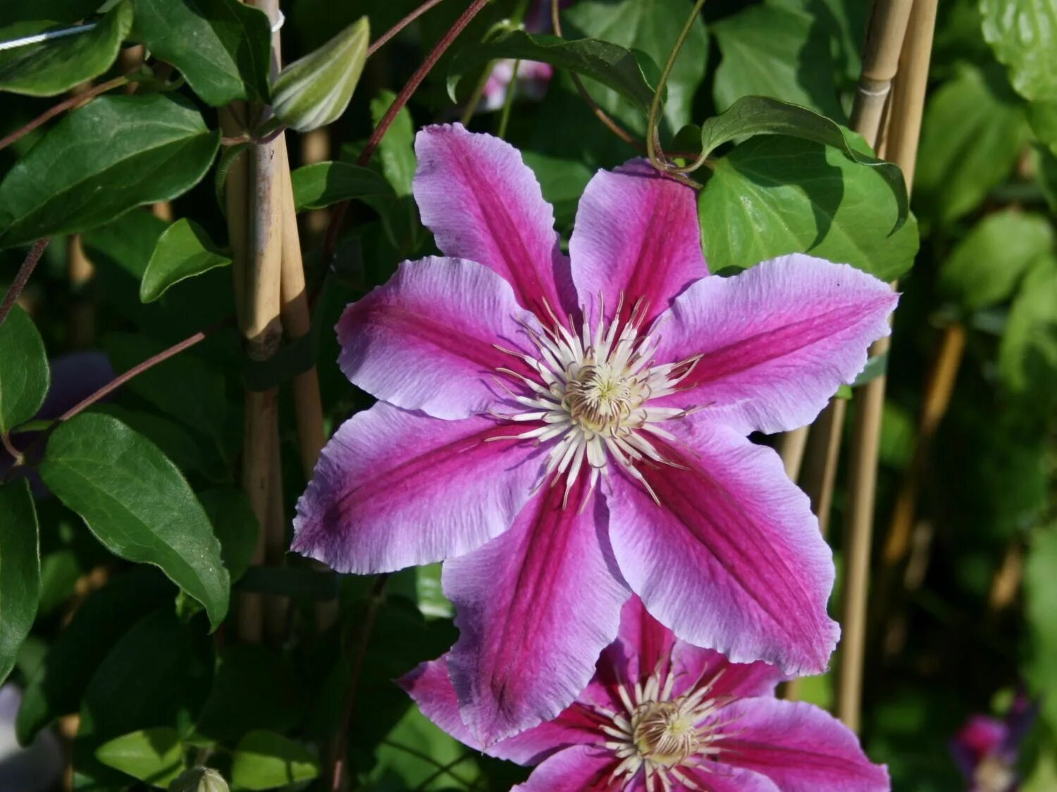 Клематис тудор фото и описание Клематис гибридный Доктор Руппель (Clematis hybriden Doctor Ruppel) 6л зимует в 