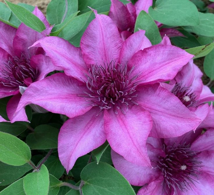 Клематис тудор фото и описание Pin on clematis