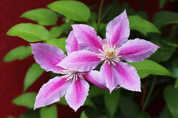 Клематис тудор фото и описание 66 Square Feet: the terrace Hanging garden, Gardens of babylon, Clematis