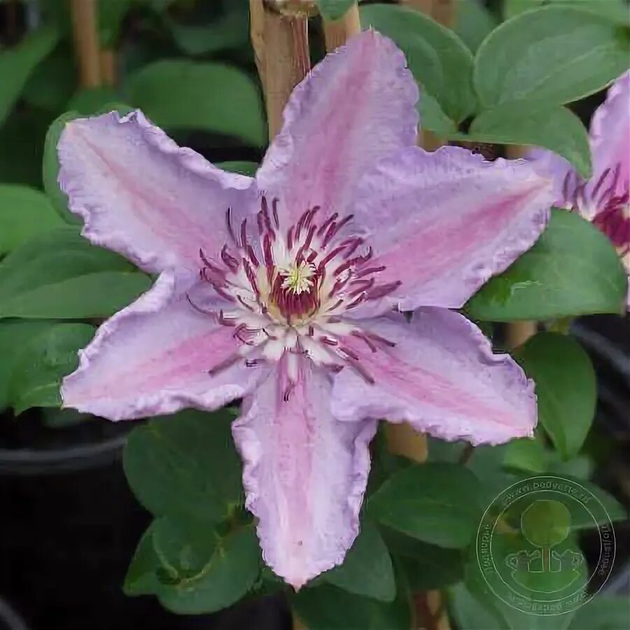 Клематис тудор фото и описание Клематис Тудор (Clematis Tudor) купить в Москве по низкой цене из питомника, дос
