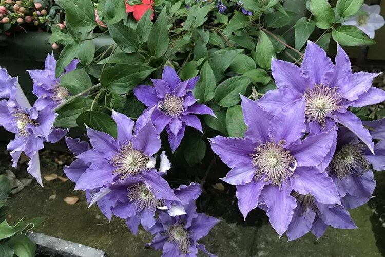 Клематис тудор фото и описание Клематис Бижу, Tudor Patio, Evipo030 (Clematis Bijou) саженцы купить в Москве и 