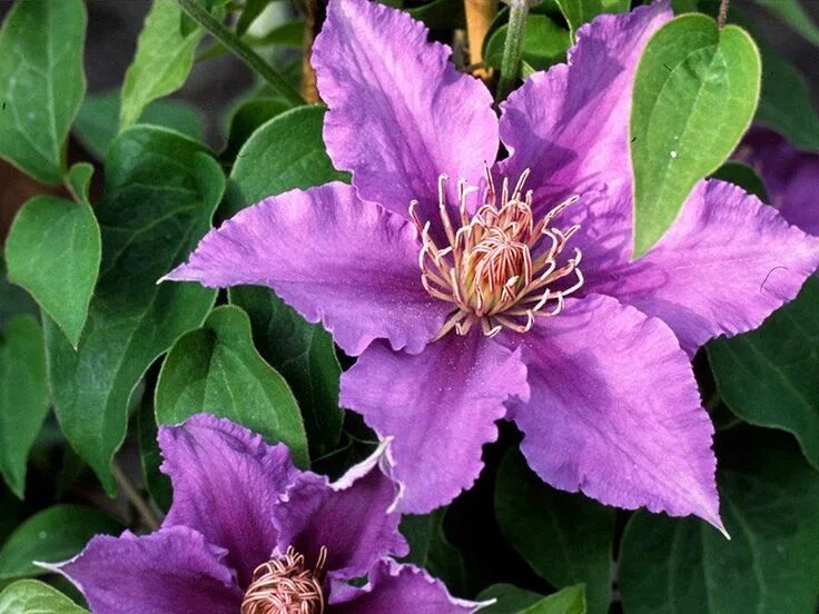 Клематис тудор фото и описание Bijou ™ Tudor Patio ™ Clematis Petite and Charming