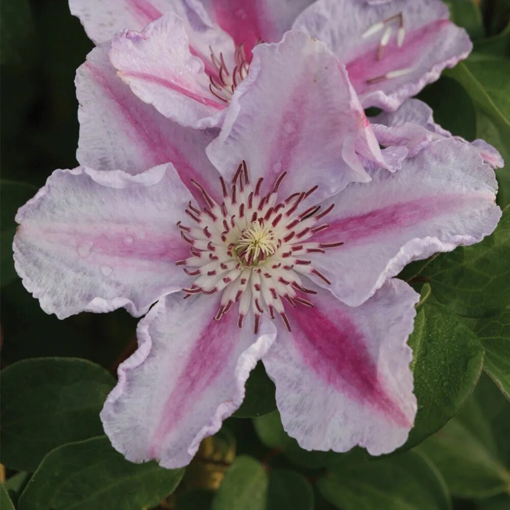 Клематис тудор фото и описание Clematis 'Tudor' (Large Plant) - Climbing Plants - Van Meuwen Clematis, Plants, 
