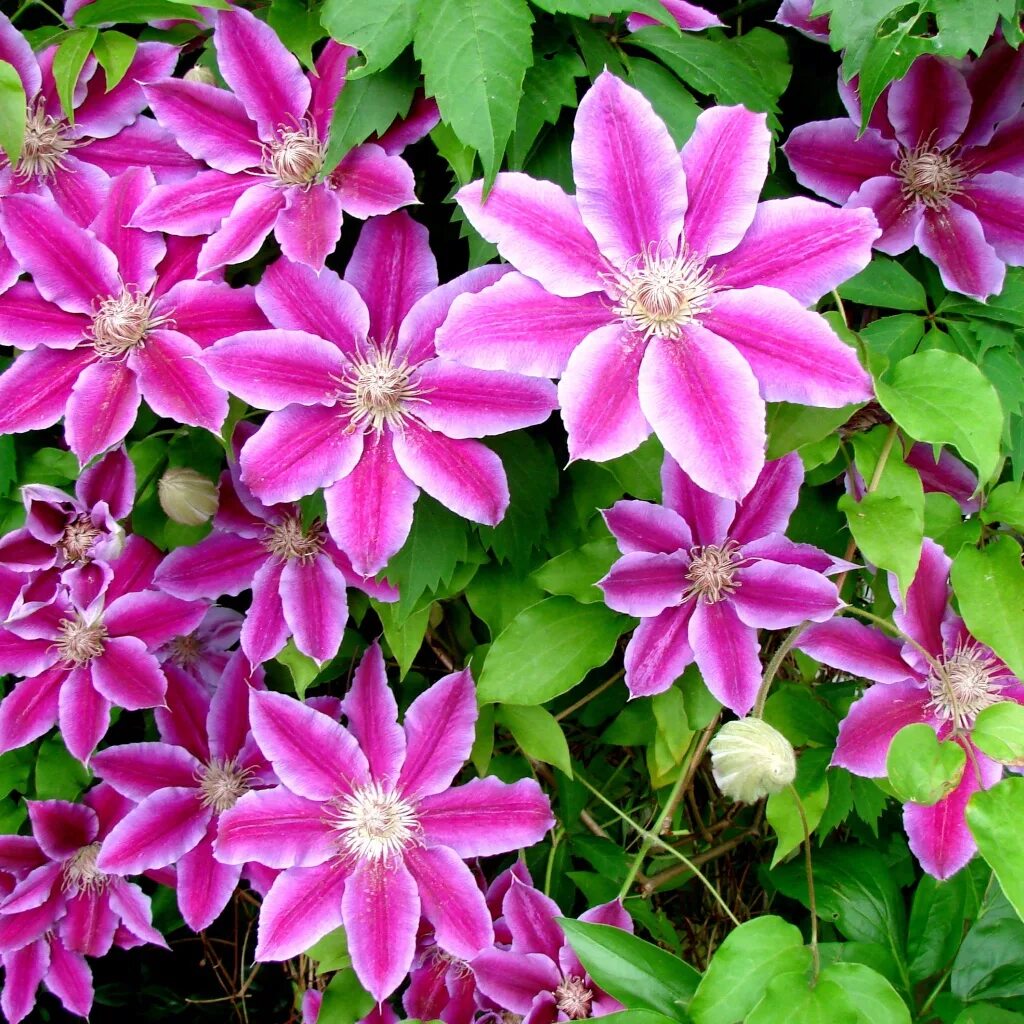 Клематис тюдор фото Beautiful flowers of clematis on a glade Desktop wallpapers 1024x1024