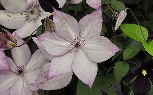 Клематис утопия фото Clematis Gallery 152 - International Clematis Society