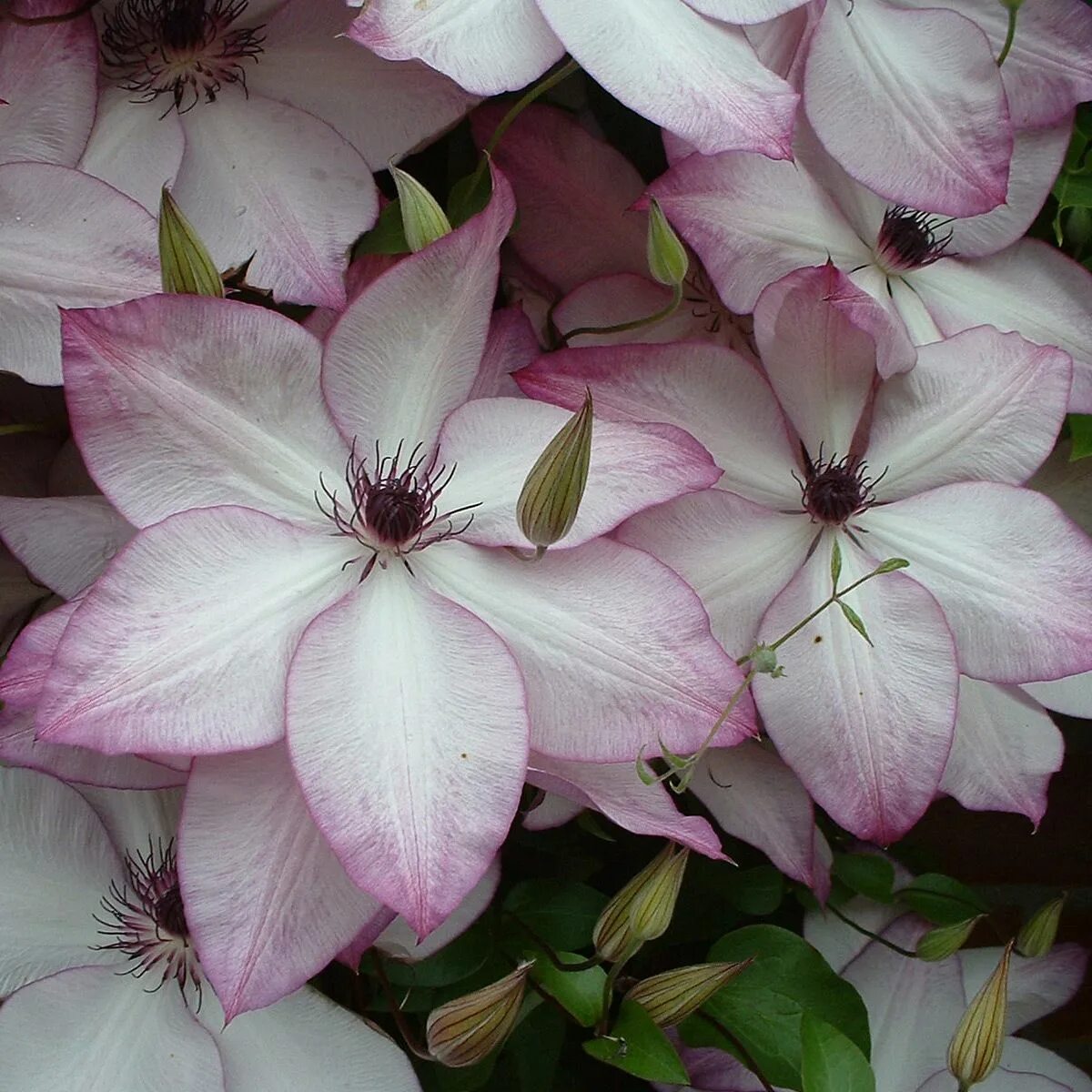 Клематис утопия фото и описание сорта отзывы clematis (group 3) - RHS Clematis, Plants, Autumn clematis