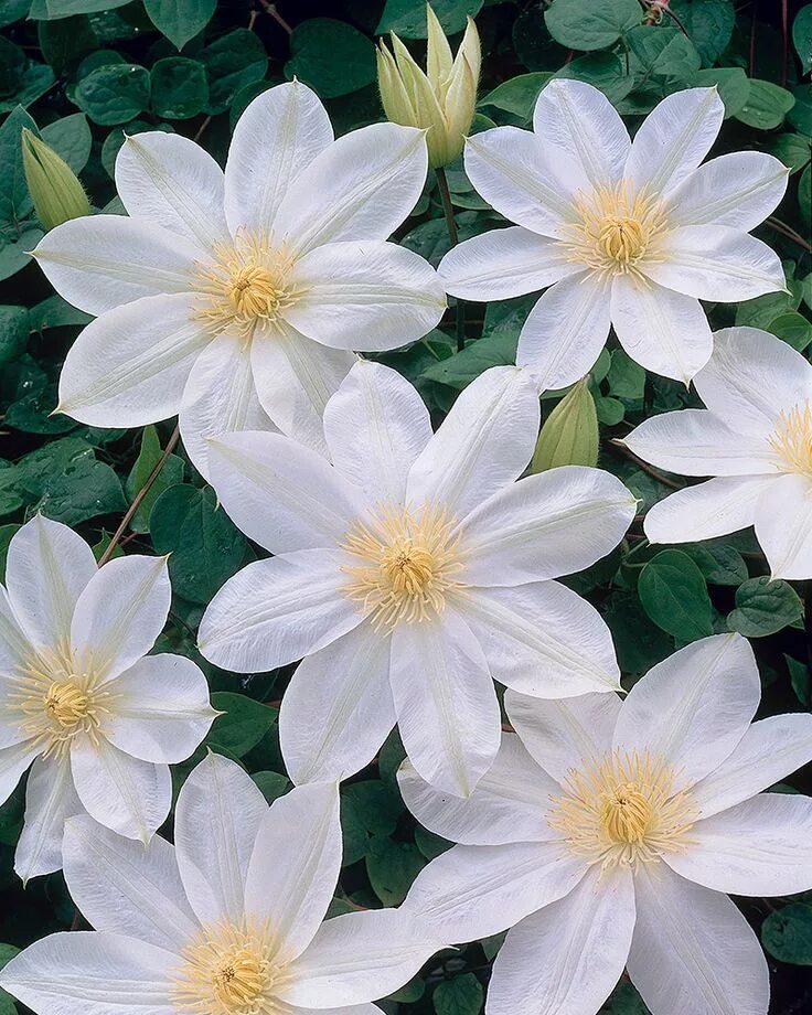 Клематис вадас примроуз фото Loistokärhö Wada's Primrose Clematis, Types of mulch, Wilted flowers