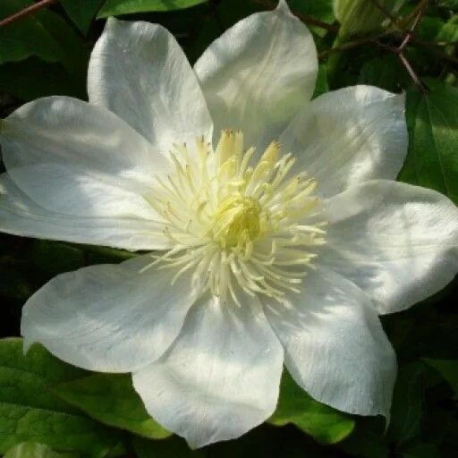 Клематис вадас примроуз фото Clematis Wada's Primrose Clematis, Most beautiful flowers, Late summer flowers