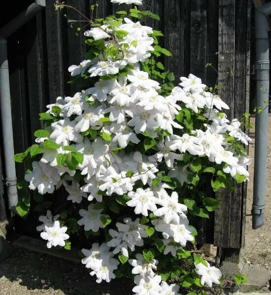 Клематис вадас примроуз фото Clematis 'Gladys Picard' Clematis, Vines, Botanical