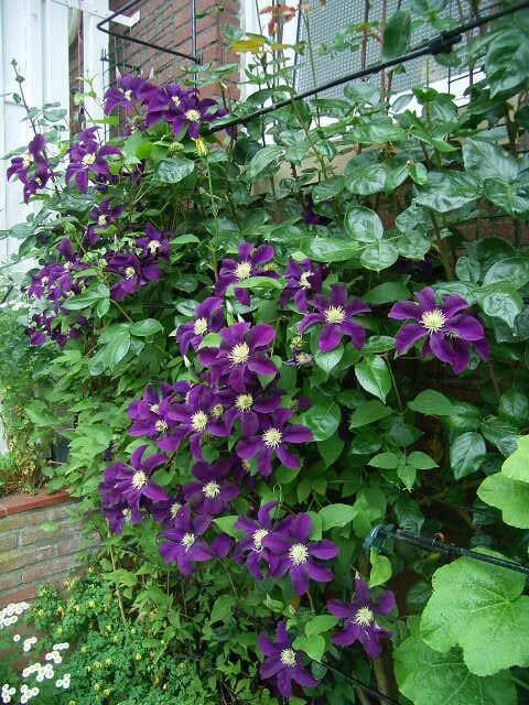 Клематис варшавка найк фото и описание AB - Clematis 'Warszawska Nike' Clematis, Purple garden, Backyard inspiration