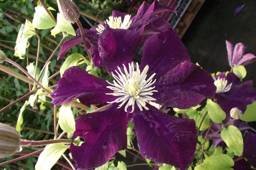 Клематис варшавка найк фото и описание Clematis 'Warszawska Nike', 70 cm - Zahradní centrum "Strakovo" s.r.o.