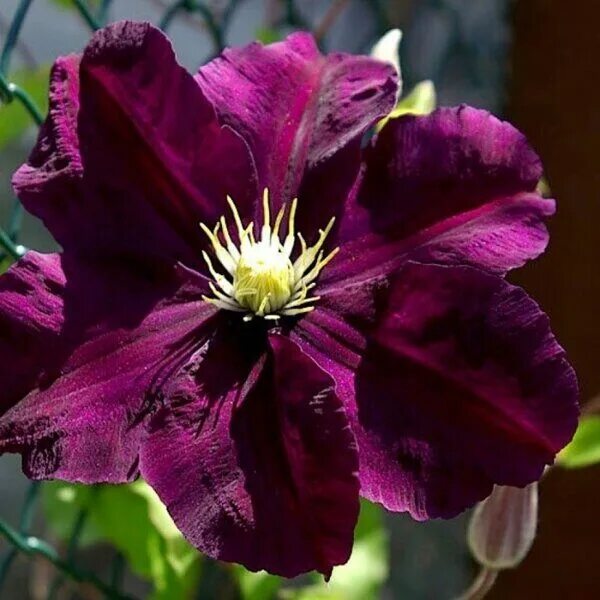 Клематис варшавка найк фото и описание Купить Клематис 'Варшавска найк' / Clematis 'Warszawska Nike' с доставкой в Подм