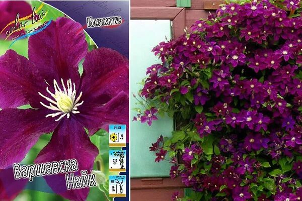 Клематис варшавка найк фото и описание Варшавска Найк 2шт (каперсы)