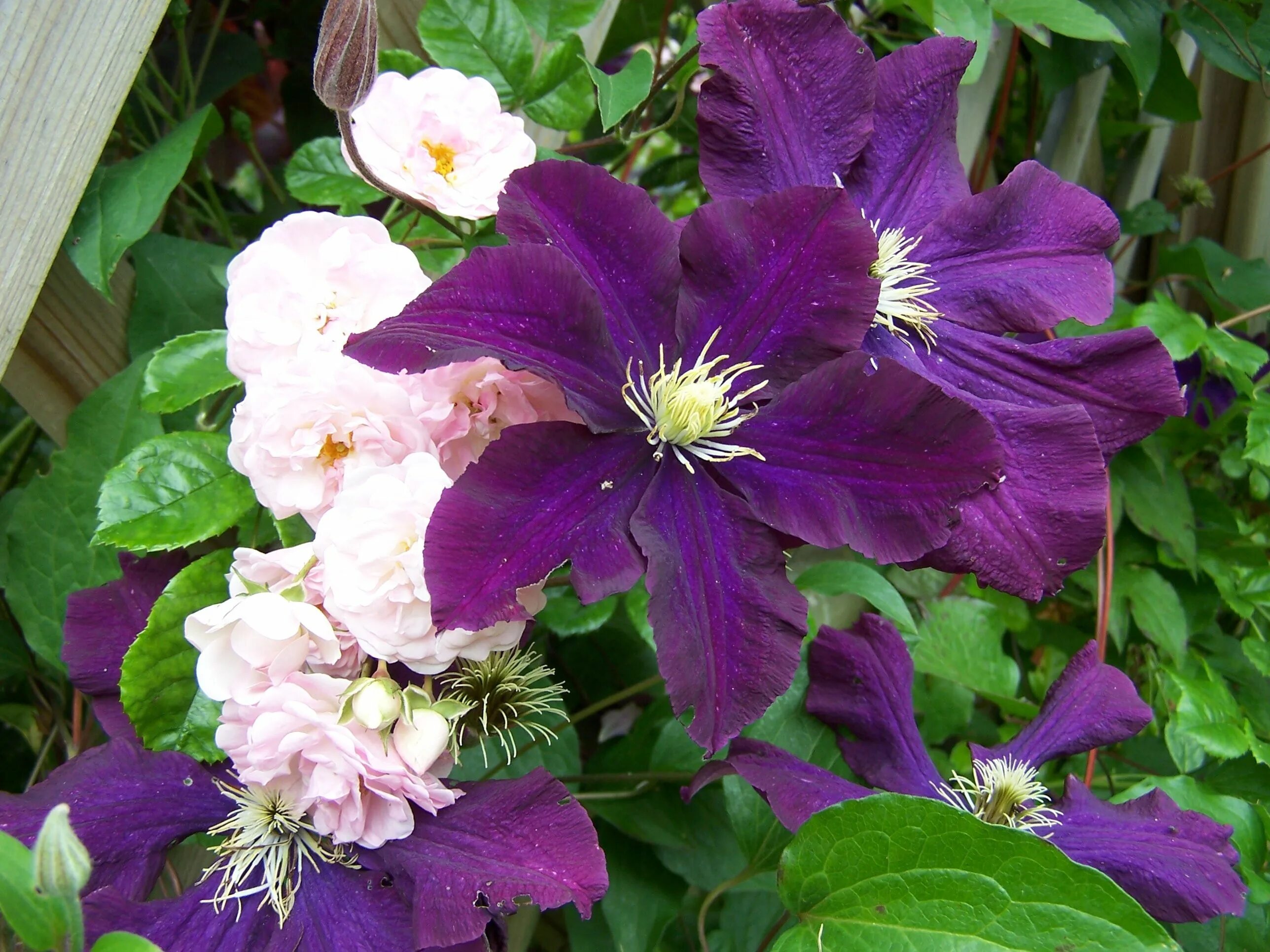 Клематис варшавка найк фото и описание Clematis 'Warszawska Nike' with 'Maid of Kent' Clematis, Hardy plants, Flower be