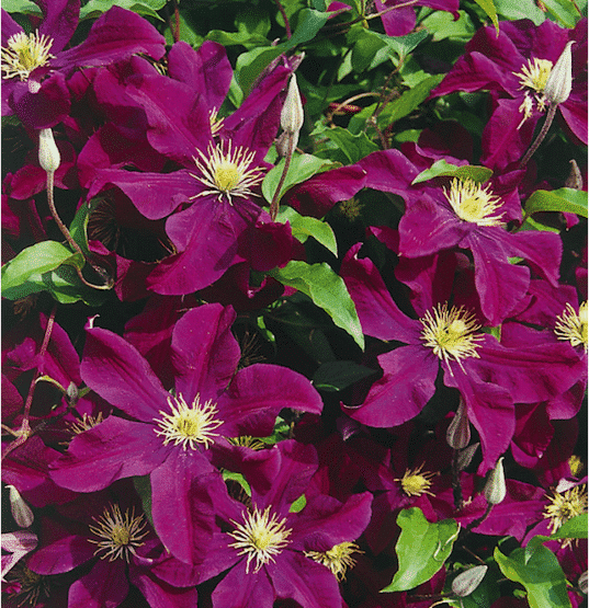 Клематис варшавка найк фото и описание Clematis 'Warszawska Nike' Early Large Flowered Clematis CANADA