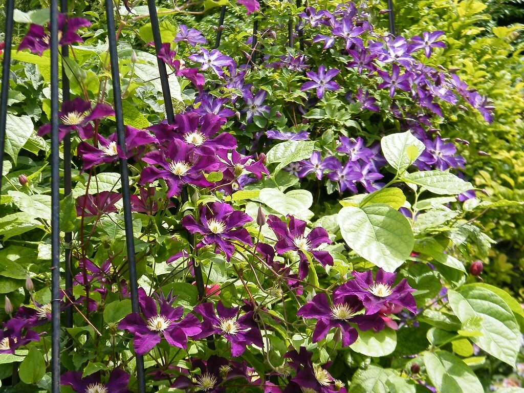 Клематис варшавка найк фото и описание Clematis 'Warszawska Nike' / 'Venosa Violacea' merluc Flickr