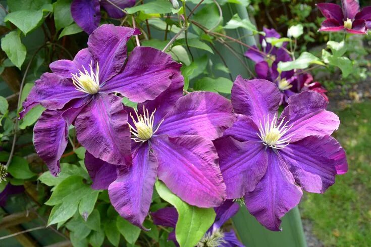 Клематис варшавка найк фото и описание Clematis 'Warszawska Nike' Clematis, Flowers, Seven heavens