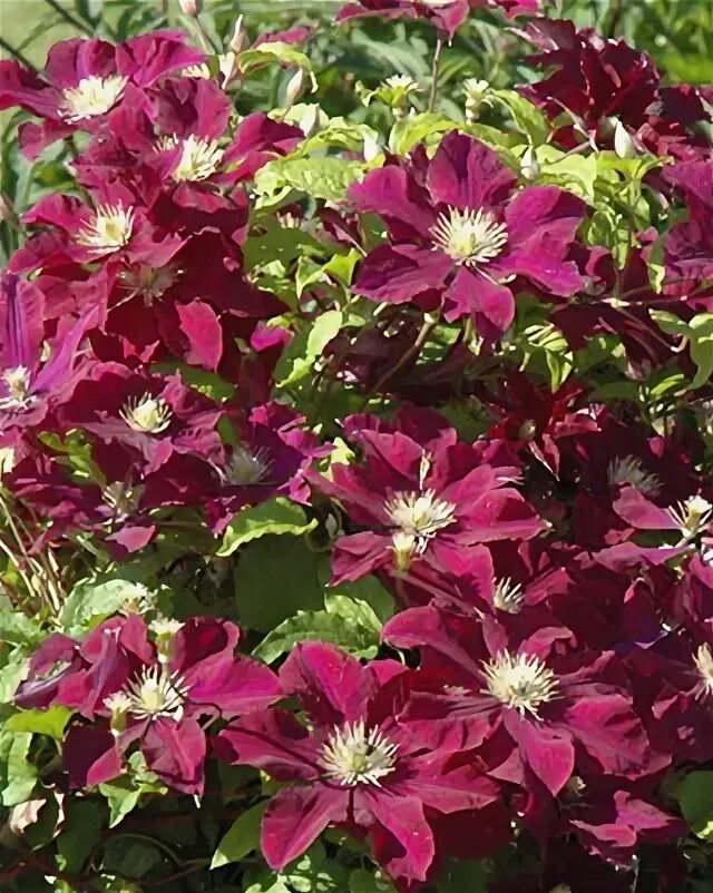 Клематис варшавская найк фото Клематис `Варшавска Найк`, Clematis `Warszawska Nike` СадПарад