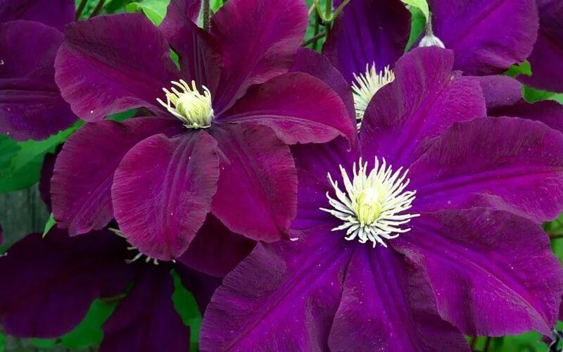 Клематис варшавская ночь фото Warsaw Nike Clematis - 1 Gallon - Trellis - Clematis - All - Buy Plants Online C