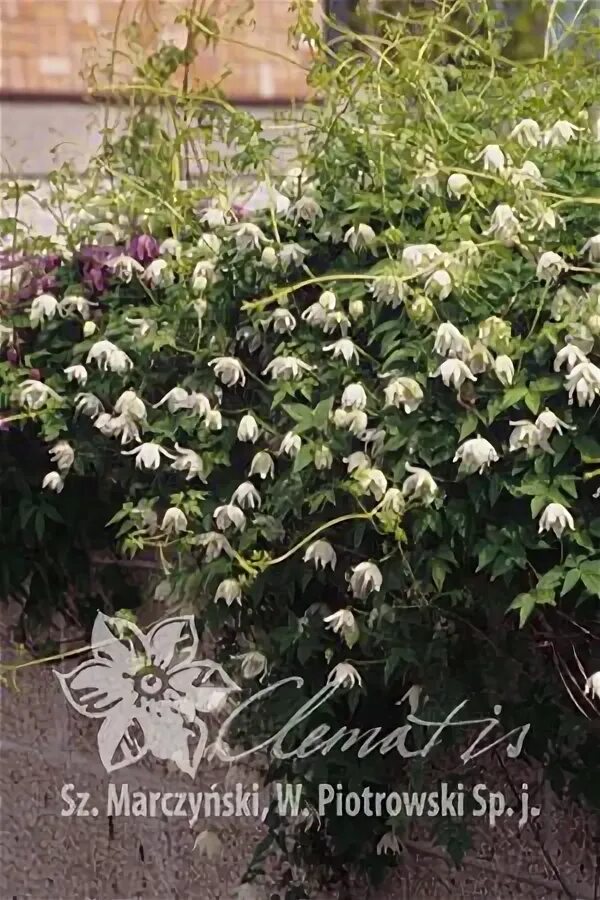Клематис вайт свон фото и описание Clematis 'White Swan' Розовый сад, Сад, Розовый