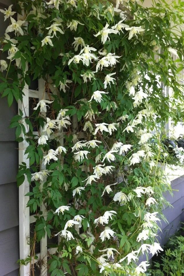 Клематис вайт свон фото и описание Clematis White Swan Clematis, Garden inspiration, Small space gardening