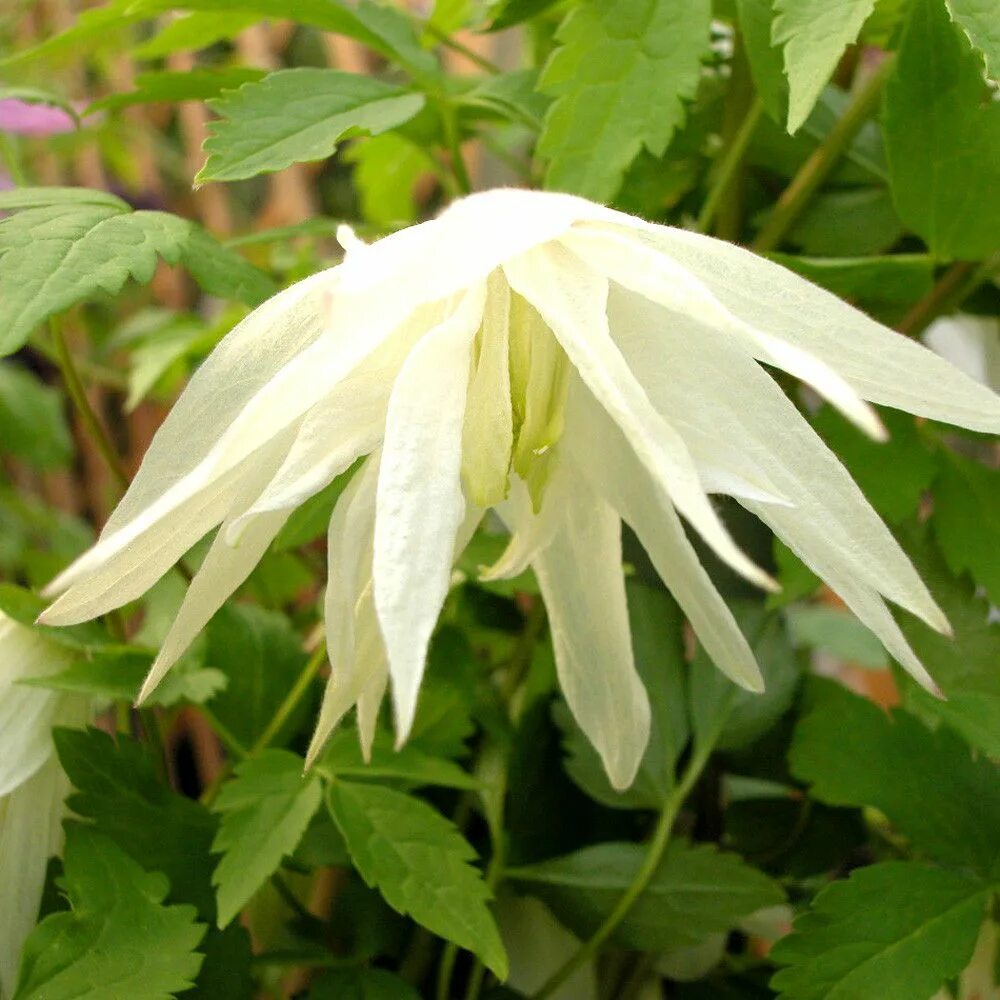 Клематис вайт свон фото и описание Clematis Macropetala 'White Satin' Tuinieren, Rotsplanten, Tuin