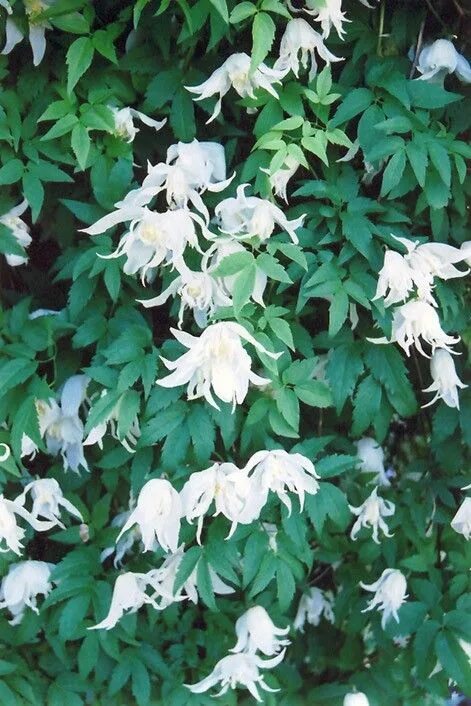 Клематис вайт свон фото и описание Pin on Garden Ideas Clematis, White gardens, Clematis flower