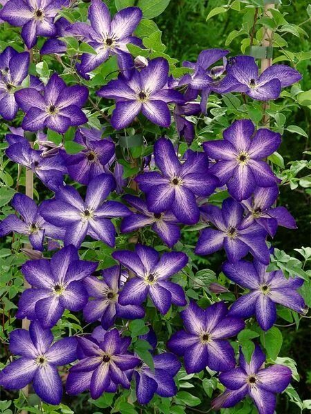 Клематис веноза фото Beautiful Clematis 'Venosa Violacea' with Stunning Blooms