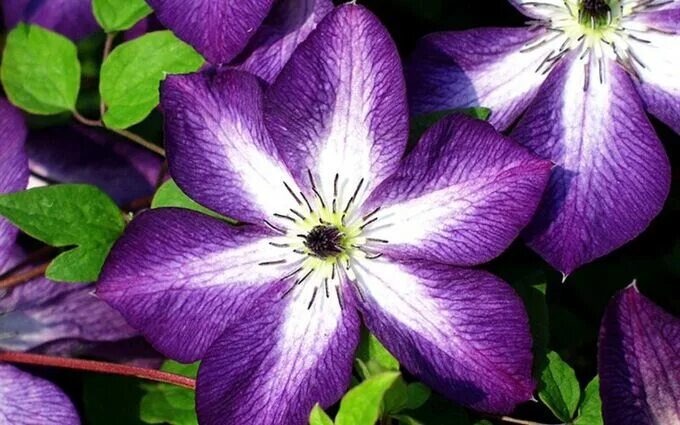 Клематис веноза фото Клематис (Clematis Venosa Violacea) класс В Сортовые и махровые клематисы. Декор