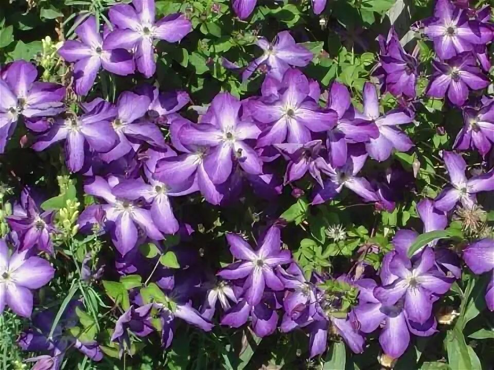 Клематис веноза виолацея фото и описание http://www.hilltop-gardens.com/pix/bluclemb.JPG Perennials, Moving plants, Blue 