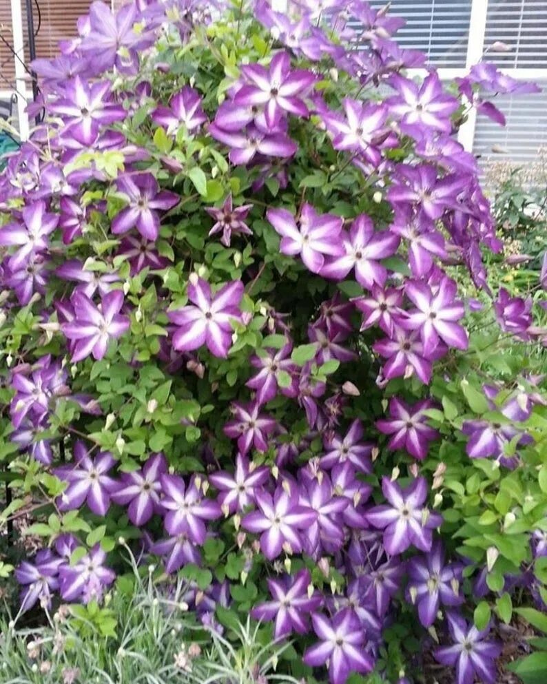 Клематис веноза виолацея фото и описание VITICELLA Venosa Violacea Clematis vine plant 2.5 Pot Etsy Clematis vine, Clemat