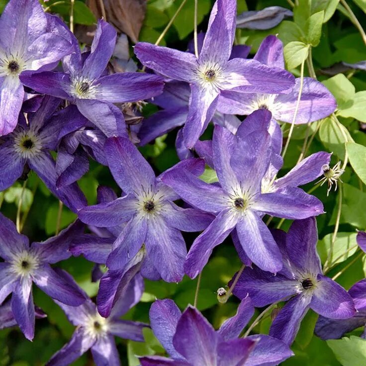 Клематис веноза виолацея фото и описание Venosa Violacea Clematis viticella American Meadows Clematis, Clematis vine, Per