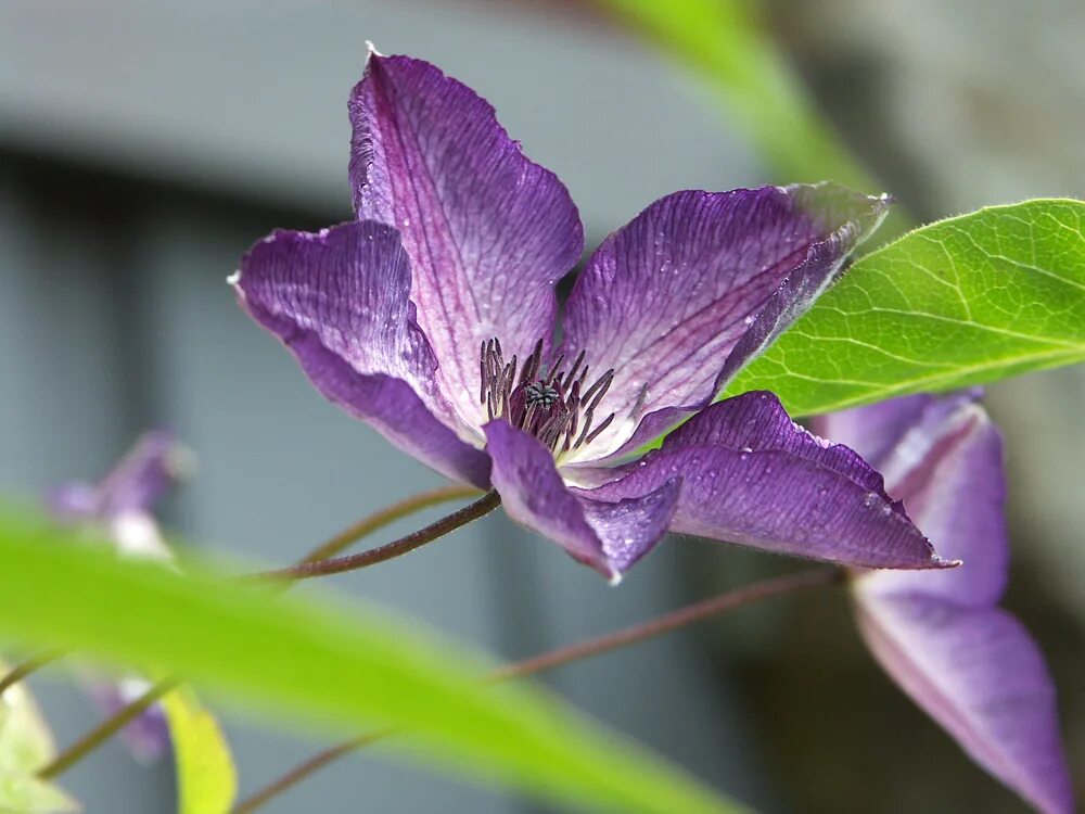 Клематис веноза виолацея фото и описание Клематис "веноза виолацеа" (venosa violacea)