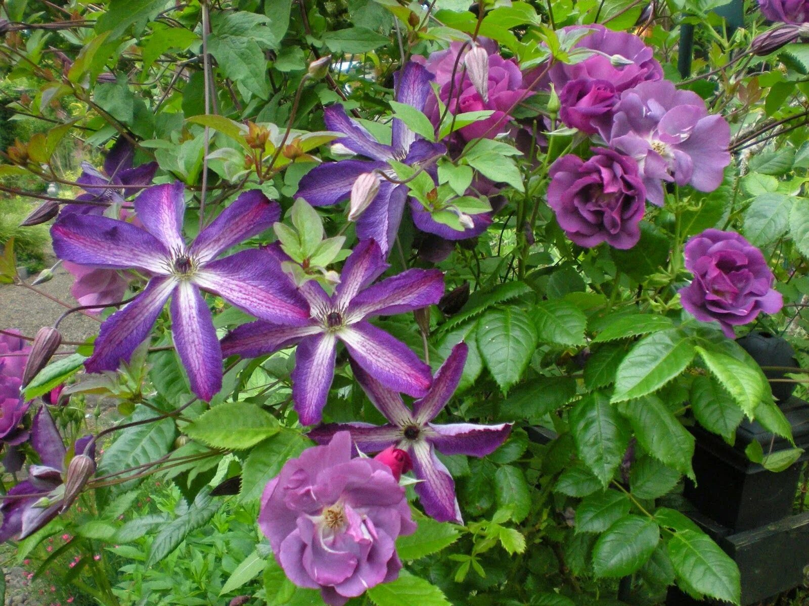 Клематис веноза виолацея фото и описание Pin on Clematis Clematis, Clematis varieties, Flowers