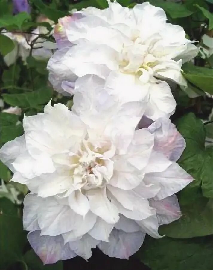 Клематис вероника чойс фото Clematis