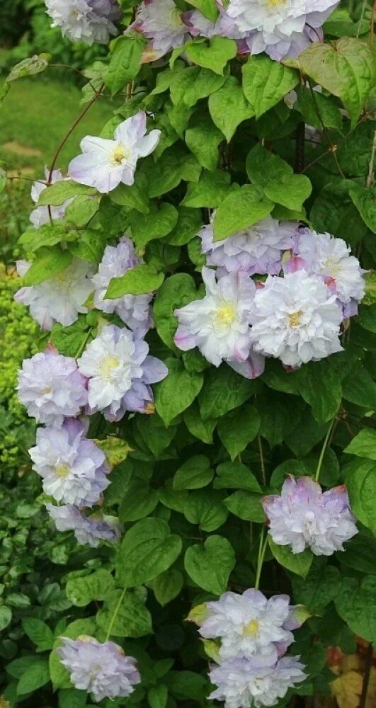 Клематис вероника чойс фото Интересные и необычные сорта клематисов in 2024 Clematis, Garden, Plants