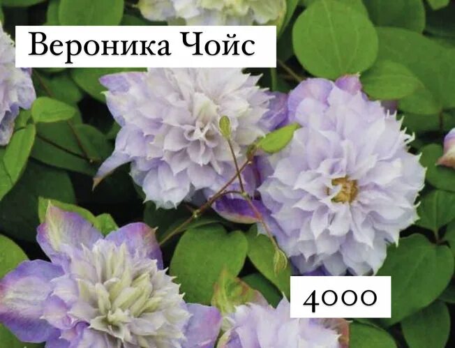 Клематис вероника чойс фото Клематис Вероника Чойс (id 93048057)
