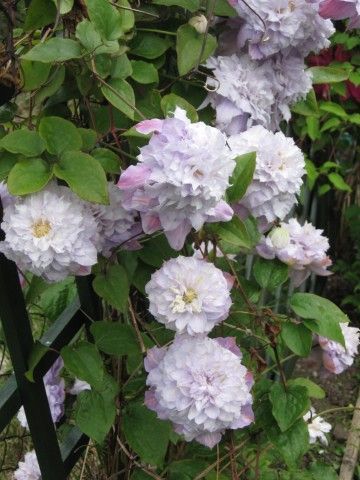 Клематис вероника чойс фото Clematis 'Veronica's Choice - Google otsing Clematis, David austin roses, Climbi