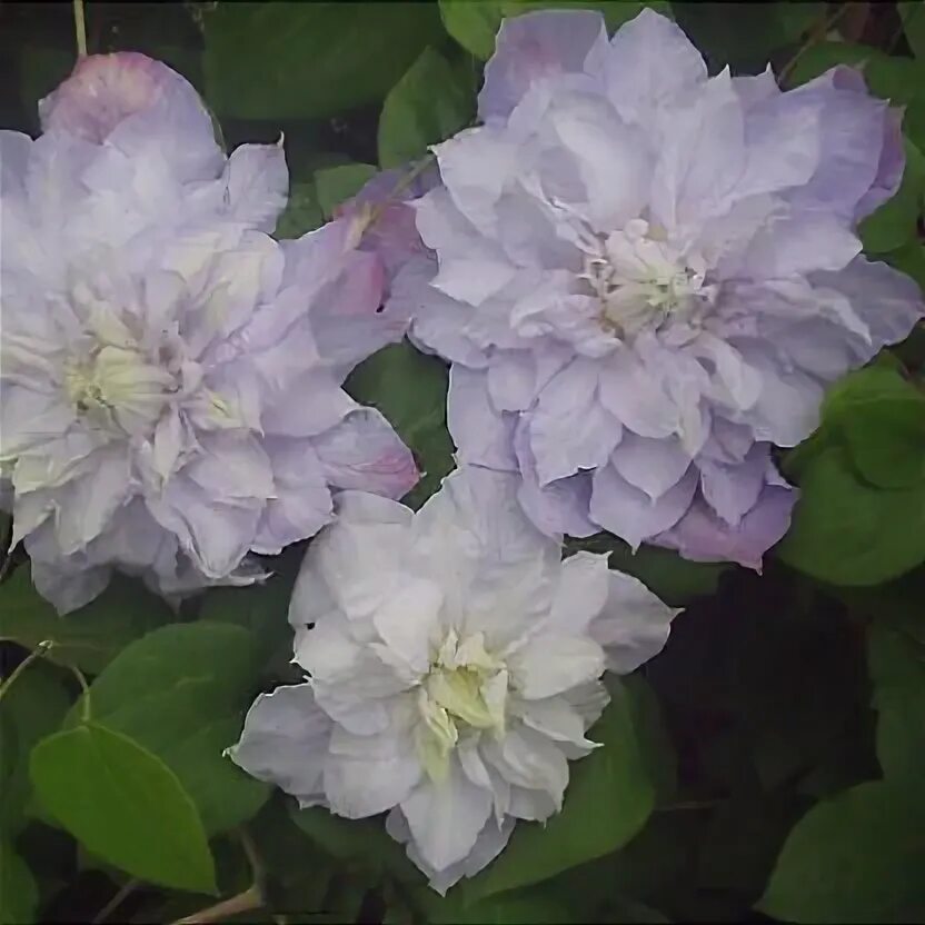 Клематис вероника чойс фото Clematis Veronica's Choice - Clematis Westphal