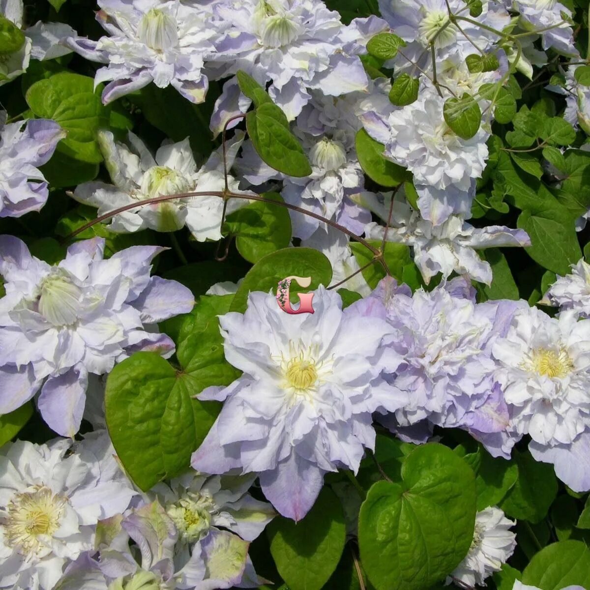 Клематис вероника чойс фото Купить Клематис Вероника Чойс Clematis Veronica's Choice (Р9) в Ростове-на-Дону 
