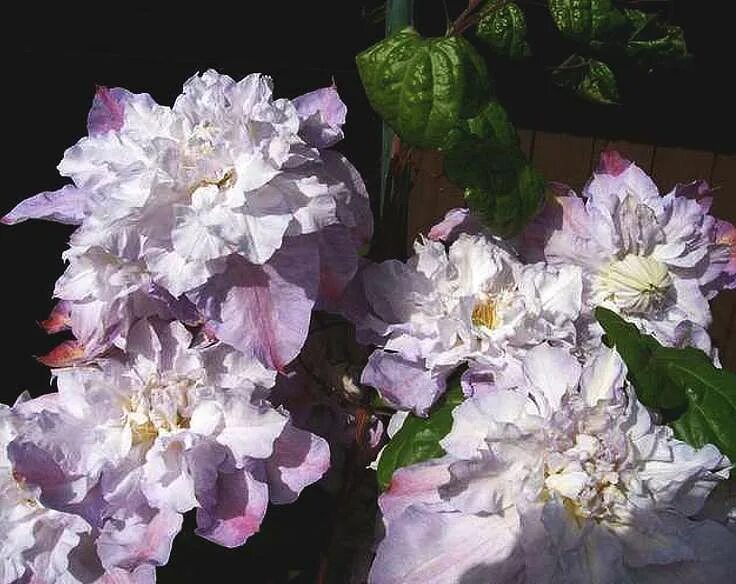 Клематис вероника чойс фото Clematis 'Veronica's Choice - Google otsing Flowers, Foliage